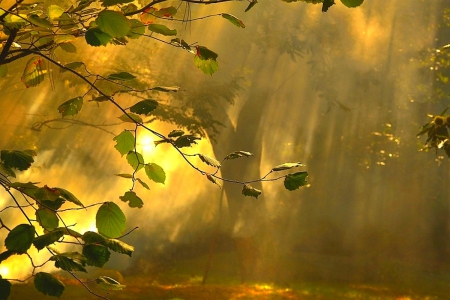 heavy-fog-and-closeup-leaves
